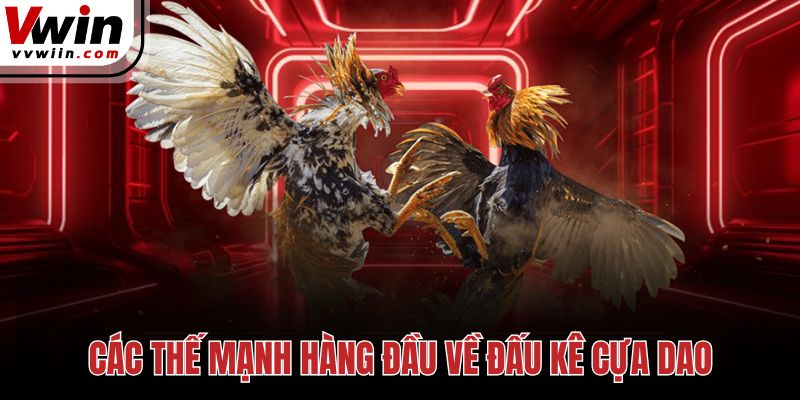 Các thế mạnh hàng đầu về đấu kê cựa dao