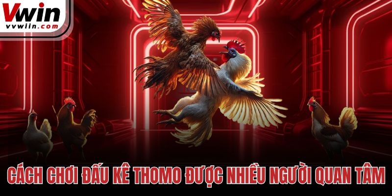 Cách chơi đấu kê thomo được nhiều người quan tâm