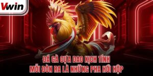 Đá Gà Cựa Dao Kịch Tính, Mỗi Đòn Ra Là Những Pha Hồi Hộp