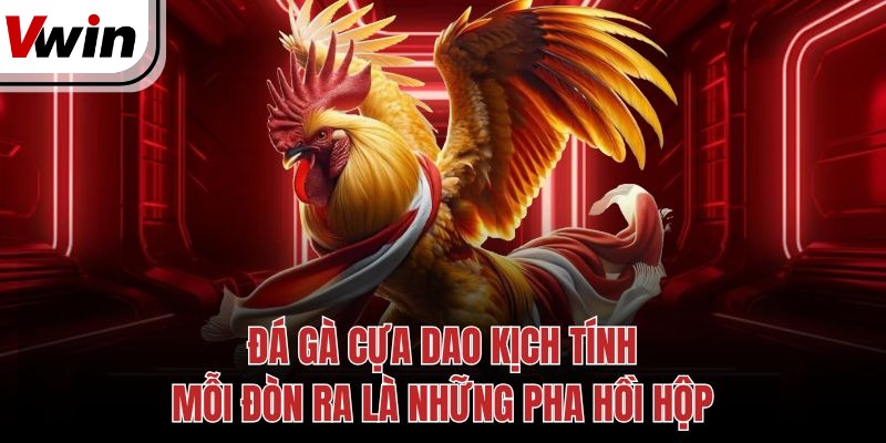Đá Gà Cựa Dao Kịch Tính, Mỗi Đòn Ra Là Những Pha Hồi Hộp