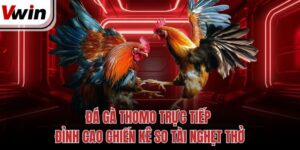 Đá Gà Thomo Trực Tiếp Đỉnh Cao Chiến Kê So Tài Nghẹt Thở