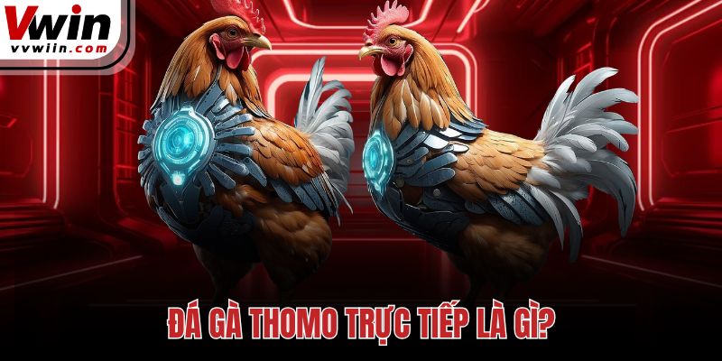Đá gà thomo trực tiếp là gì?